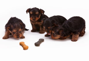 柴犬沐浴露品牌，品质之选，守护汪星人的健康与快乐