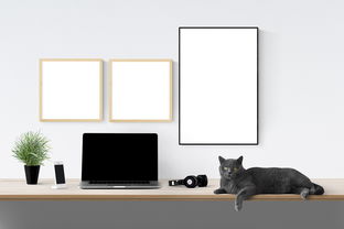 揭秘猫品牌电脑，萌态可掬的电脑，你的办公好伙伴！