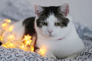 猫咪迷的天堂，精选猫咪手链品牌大公开