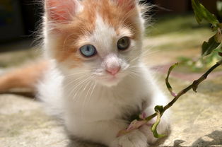 小猫猫砂铲子推荐品牌全解析