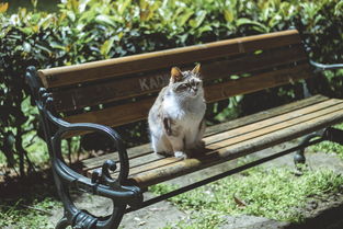 品牌沐浴露猫咪专用，选购、使用与体验分享