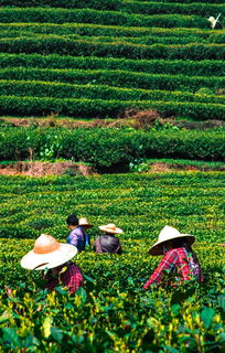 茶叶品牌大观园，带你了解中国茶的世界