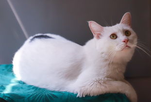 品牌猫咪宠物沐浴露深度解析