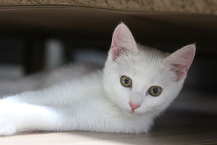 好用的猫奶嘴品牌大解析