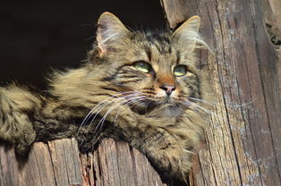 揭秘适口性好的猫漱口水品牌，让你的猫咪远离口腔问题！
