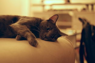 揭秘适口性好的猫漱口水品牌，让你的猫咪远离口腔问题！