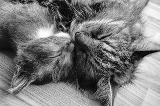 揭秘猫咪牙刷界的明星品牌，你家爱宠的口腔护理选对了吗？
