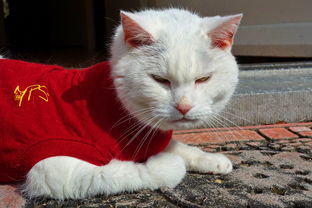 舞蹈猫咪服装品牌，时尚与艺术的完美融合