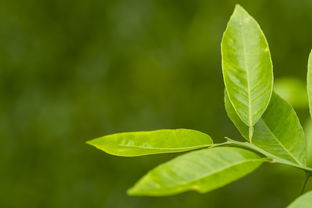 喝茶不失眠，选对茶叶品牌是关键