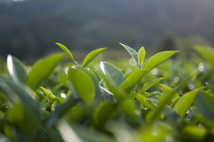 广西龙井茶叶品牌加盟，开启您的茶叶事业新篇章
