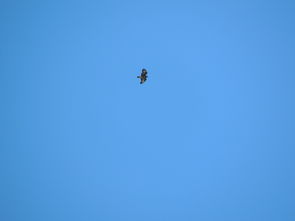 探索bluesky品牌陶瓷，传承与创新的艺术之旅
