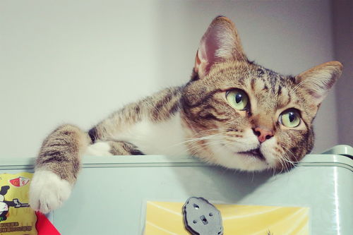 揭秘猫用漱口水品牌，让你的猫咪口腔健康无忧！