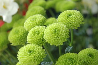 揭秘正宗植物牙刷品牌，绿色生活，从齿开始