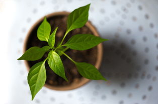 揭秘正宗植物牙刷品牌，绿色生活，从齿开始