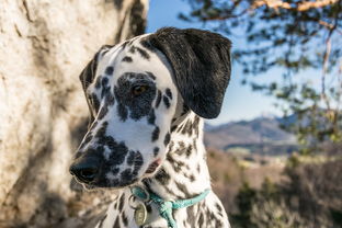 小马犬专属护理，这款牙刷品牌让你爱犬口腔更健康！