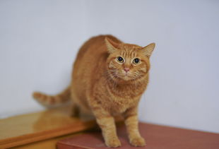 湖南天然猫零食品牌公司—为猫咪带来健康美味的零食选择