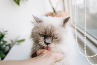 湖南天然猫零食品牌公司—为猫咪带来健康美味的零食选择