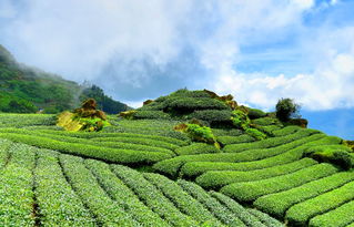 莆田岩茶叶品牌一览，品味莆田茶的独特魅力