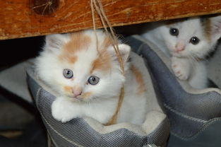 猫咪沐浴露大品牌深度解析