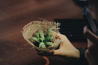 多肉植物爱好者的必备神器—多肉专用工具铲子品牌详解