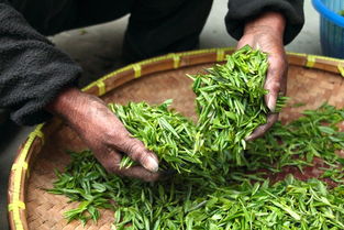 天津品牌茶叶加盟厂商，共创茶叶事业新篇章