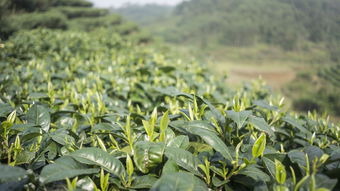 汕尾毛尖茶叶品牌，传统与现代的完美结合