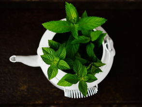 湖南茶叶品牌大全—品味潇湘茶香