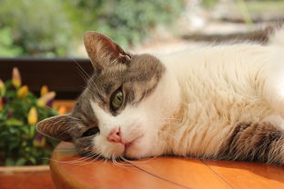 云南天然猫零食品牌店—宠爱猫咪，从选择优质零食开始