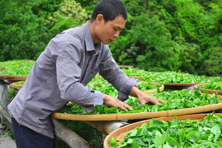 最尴尬的茶叶品牌排名，谁在其中尴尬？