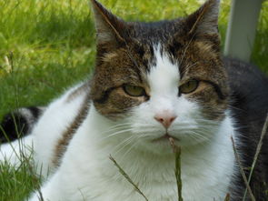 高颜值猫砂铲子推荐品牌大解密，让你的养猫生活更轻松！