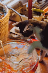 探索智能科技的猫派—像猫一样优雅的扫地机器人